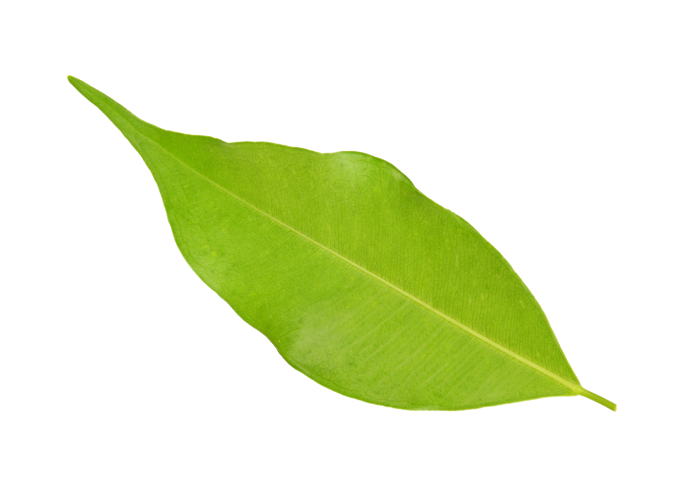 green leaf on transparent background png file