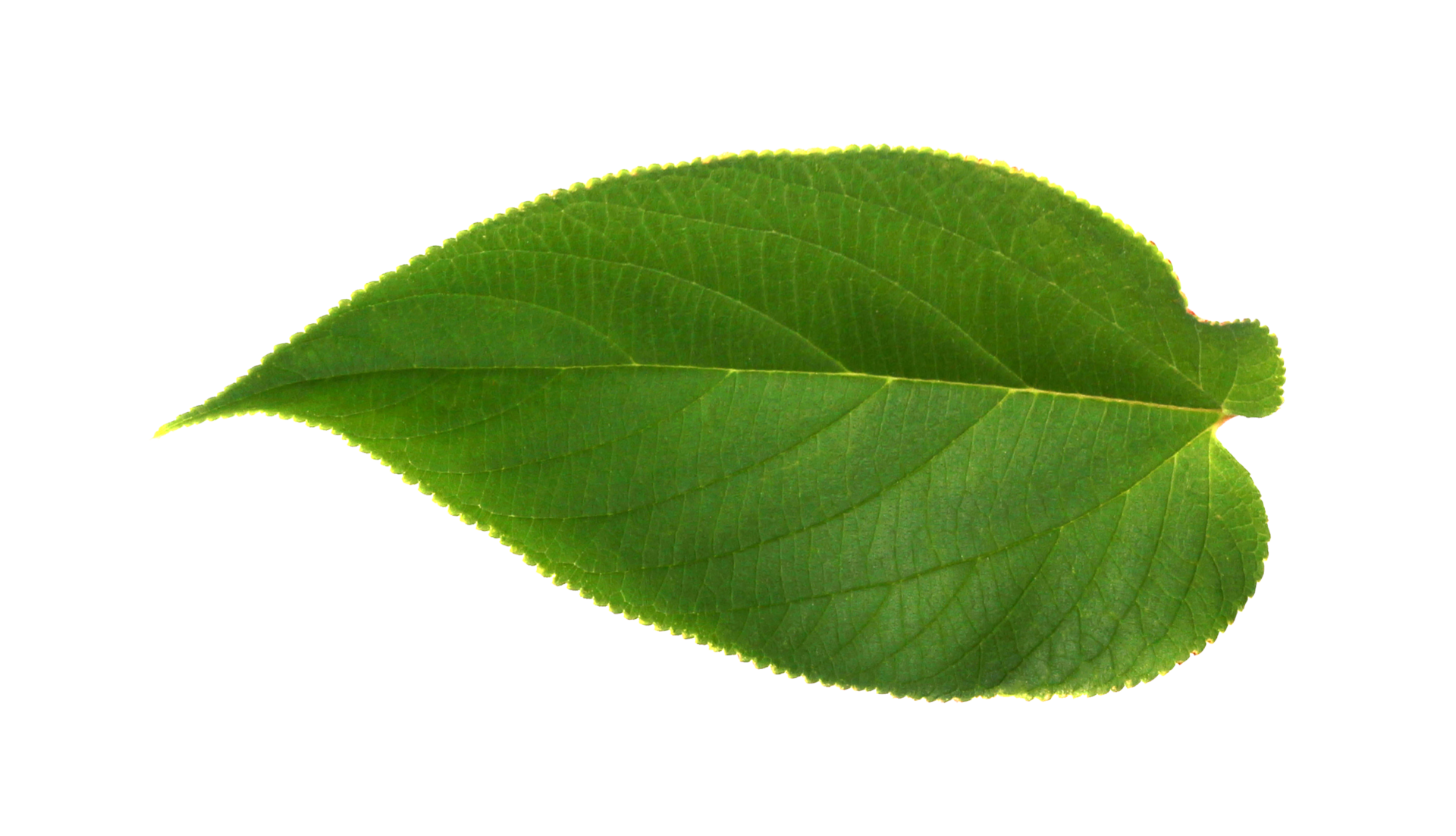green leaf on transparent background png file 9665036 PNG