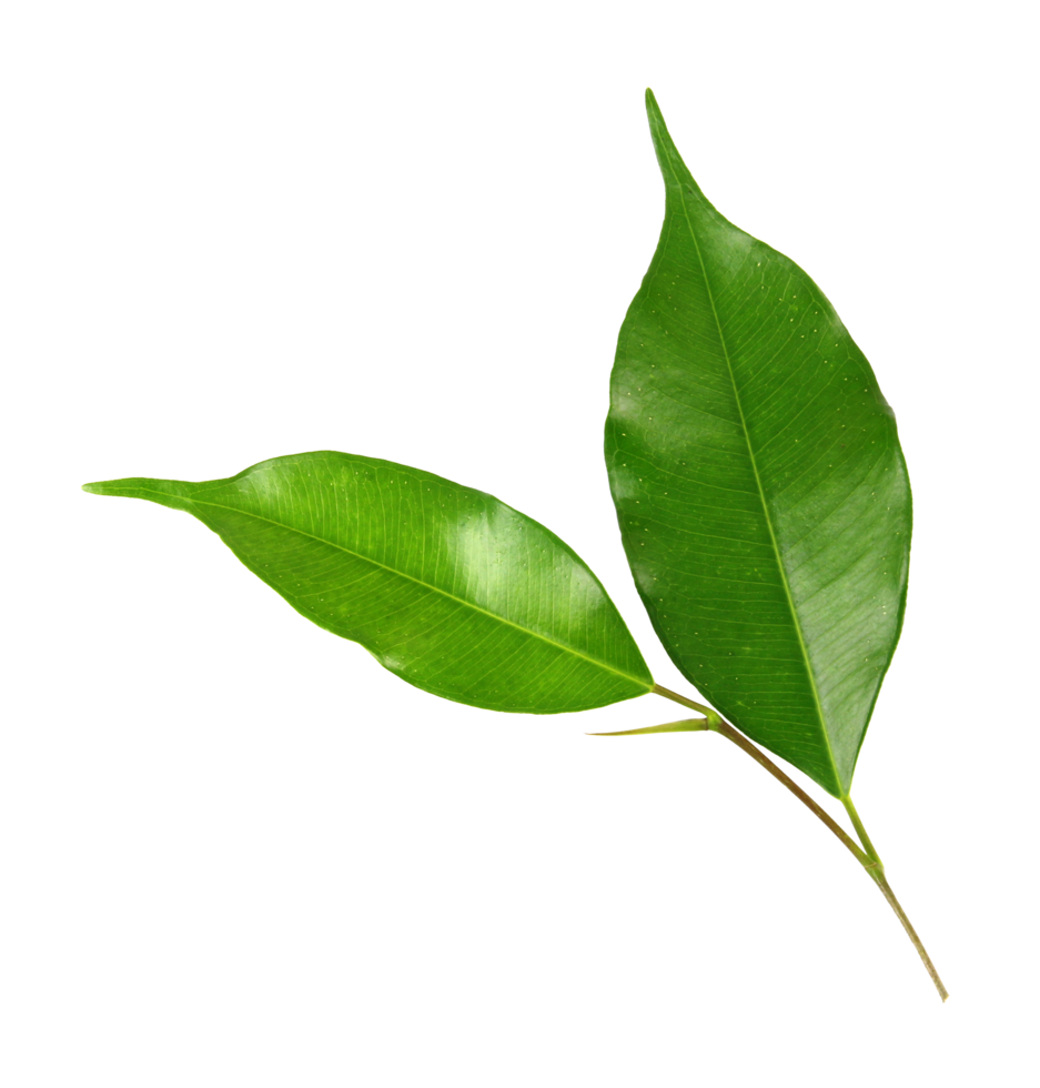 green leaf on transparent background png file