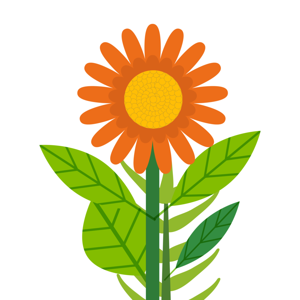 carino fiore margherita png con foglie verdi. immagine png fiore margherita arancione con sfondo trasparente. disegno dell'elemento del fiore del giardino variopinto.