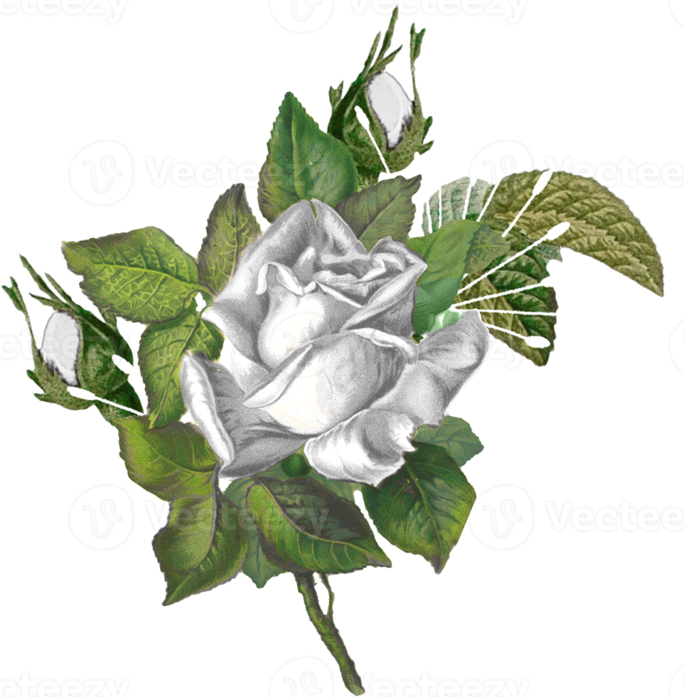 bouquet floral aquarelle png