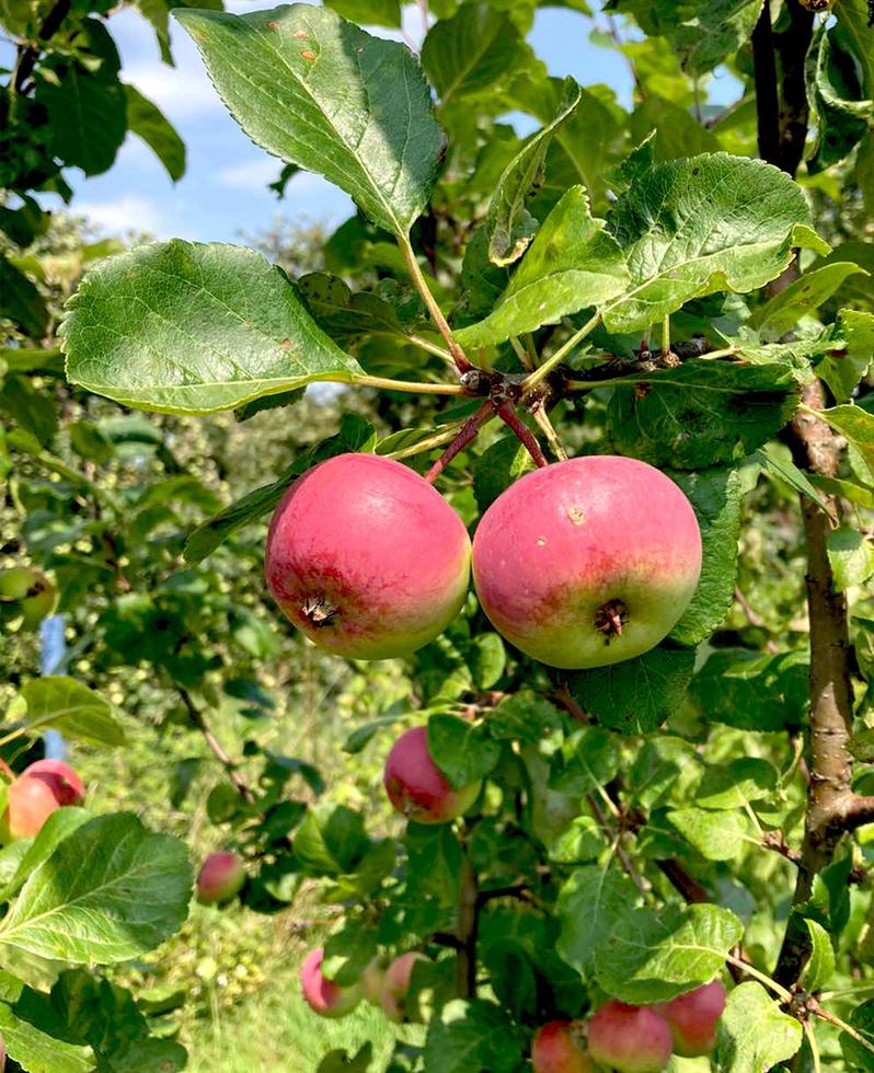 manzanas rojas en un árbol. foto de alta calidad