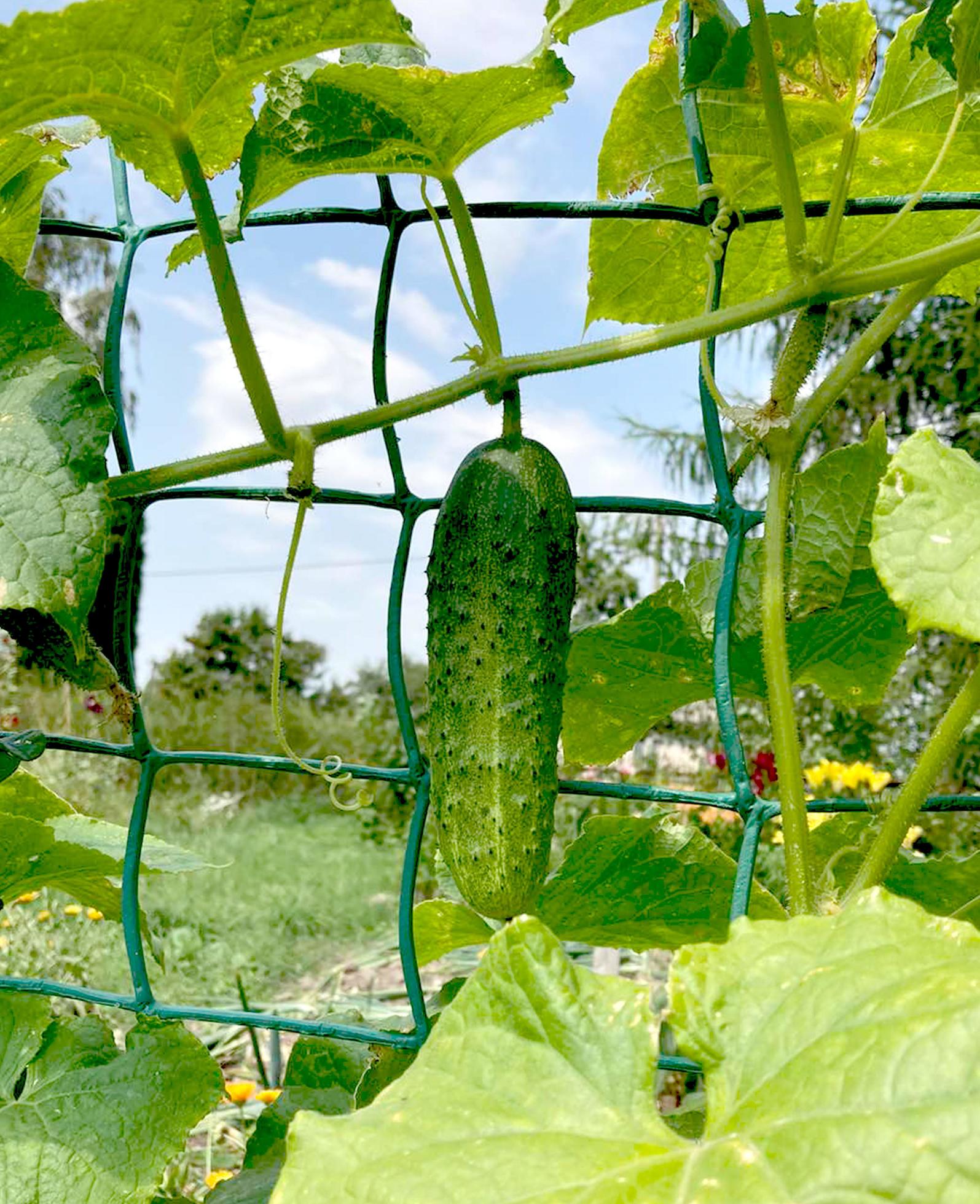 Cucumber cultivation, ripening, flowering and ovary of cucumber. 9666220 Stock Photo at Vecteezy