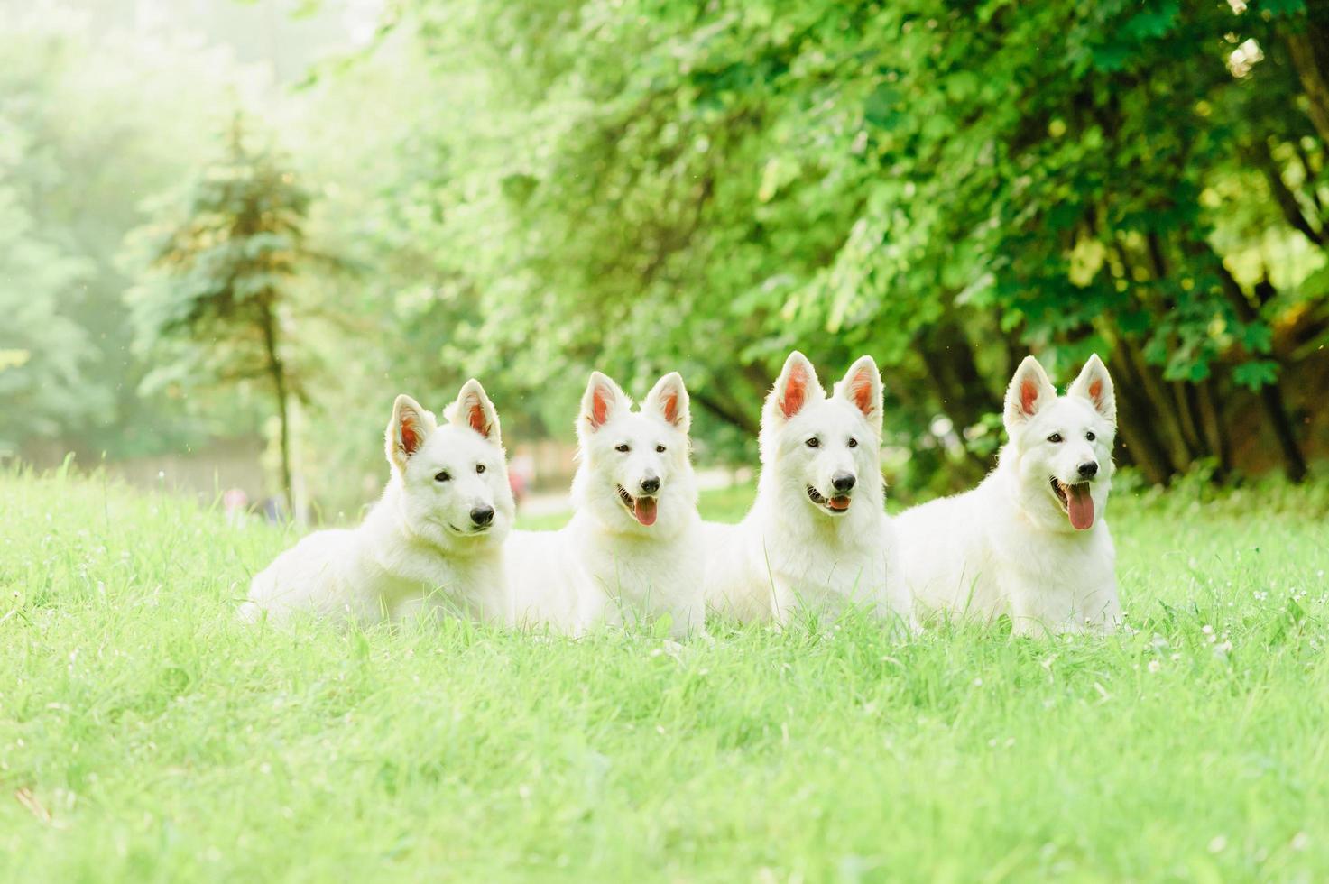 White Swiss Shepherd photo