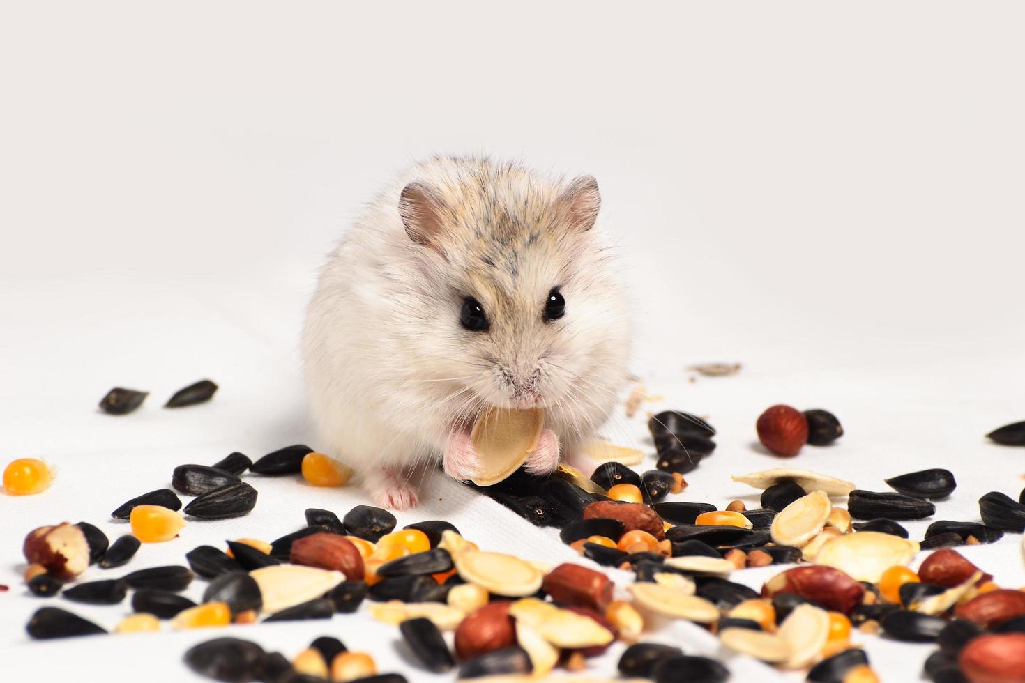 Jungar hamster on a white background photo