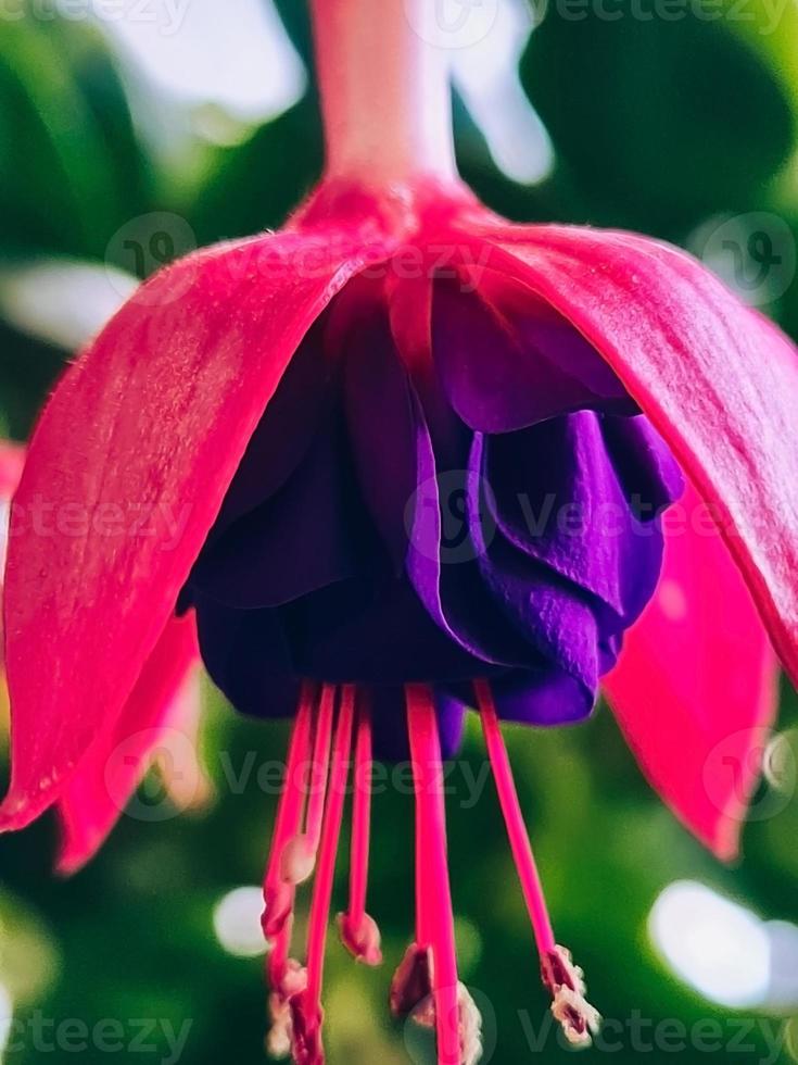 Pink fuchsia close-up. Home flower fuchsia hybrida. Growing plants in pots. photo