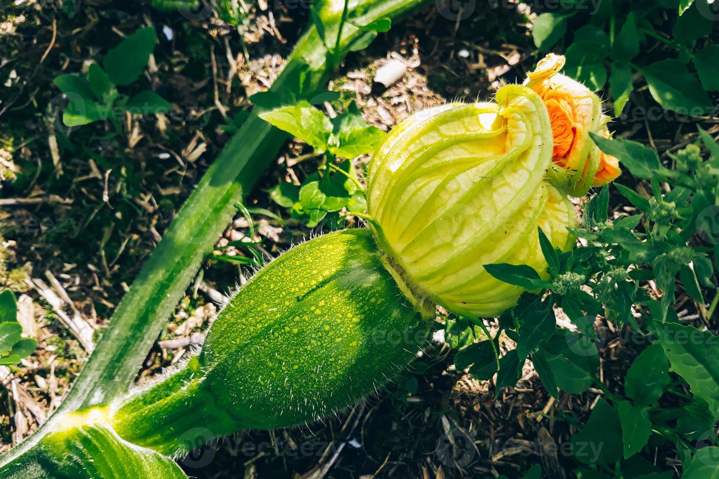 Growing zucchini in greenhouse. Young fresh green vegetables close up. photo