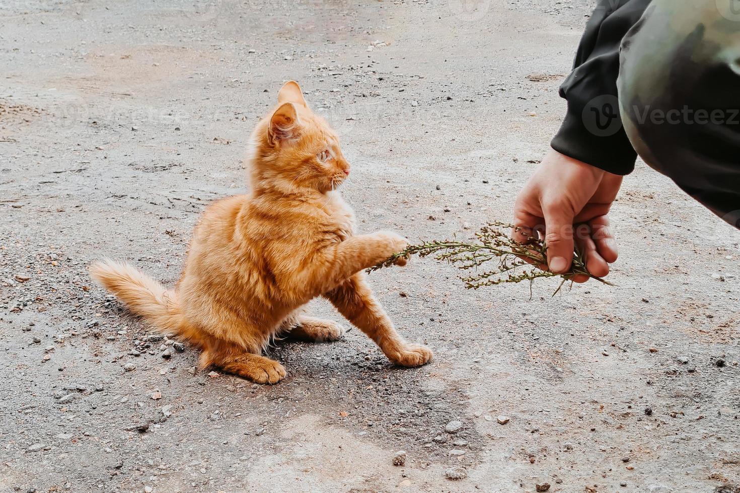 Little ginger kitten is playing outside. Friendship concept between man and cat. photo