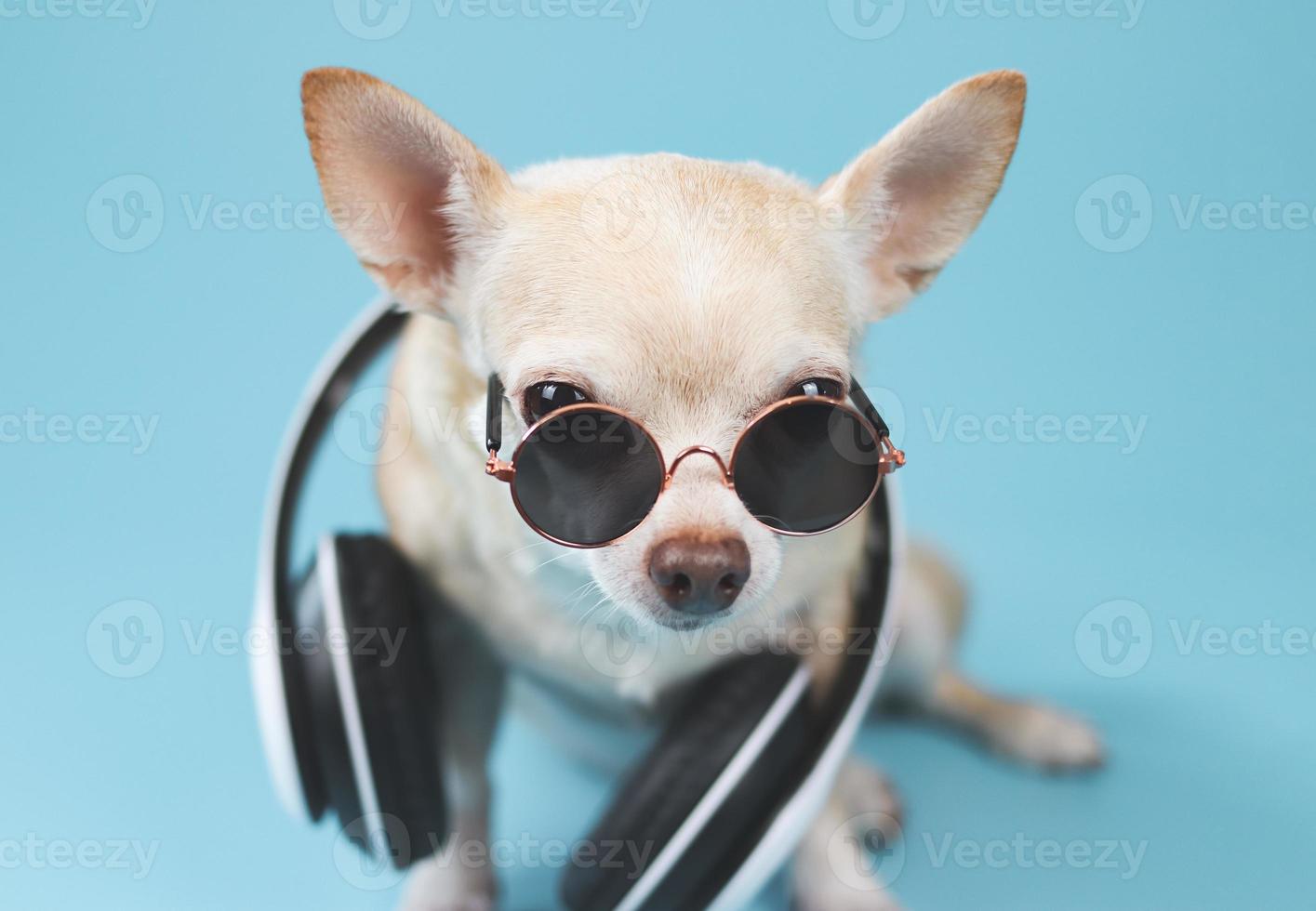 perro chihuahua marrón con gafas de sol y auriculares alrededor del cuello, sentado sobre fondo azul. concepto de viaje de verano. foto