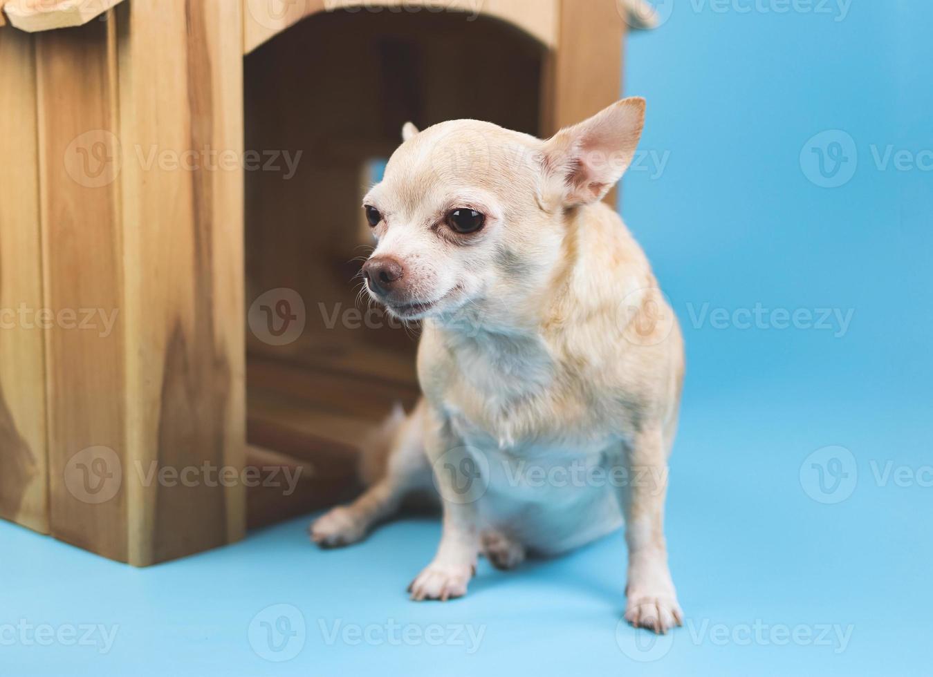 imagen de un perro chihuahua de pelo corto marrón sentado frente a una casa de perro de madera, aislado en un fondo azul. foto
