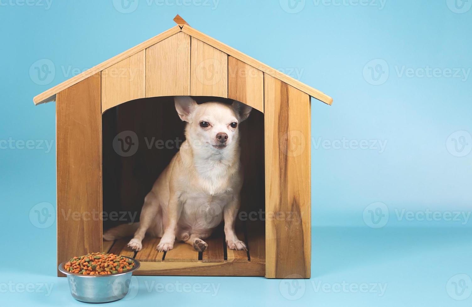 perro chihuahua de pelo corto marrón sentado dentro de una casa de perro de madera con tazón de comida, mirando la cámara, aislado en fondo azul. foto