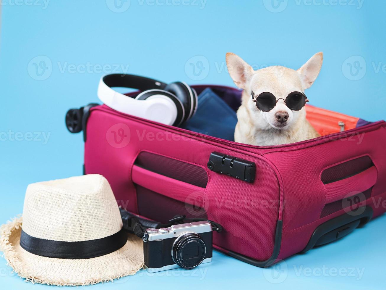 brown  short hair  Chihuahua dog wearing sunglasses sitting in pink suitcase with travelling accessories, straw hat, camera and headphones,  isolated on blue background. photo