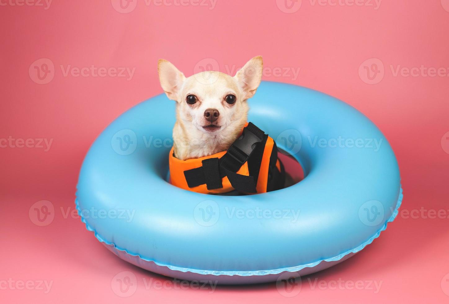 cute brown short hair chihuahua dog wearing orange life jacket or life vest sitting  in blue swimming ring, isolated on pink background. photo