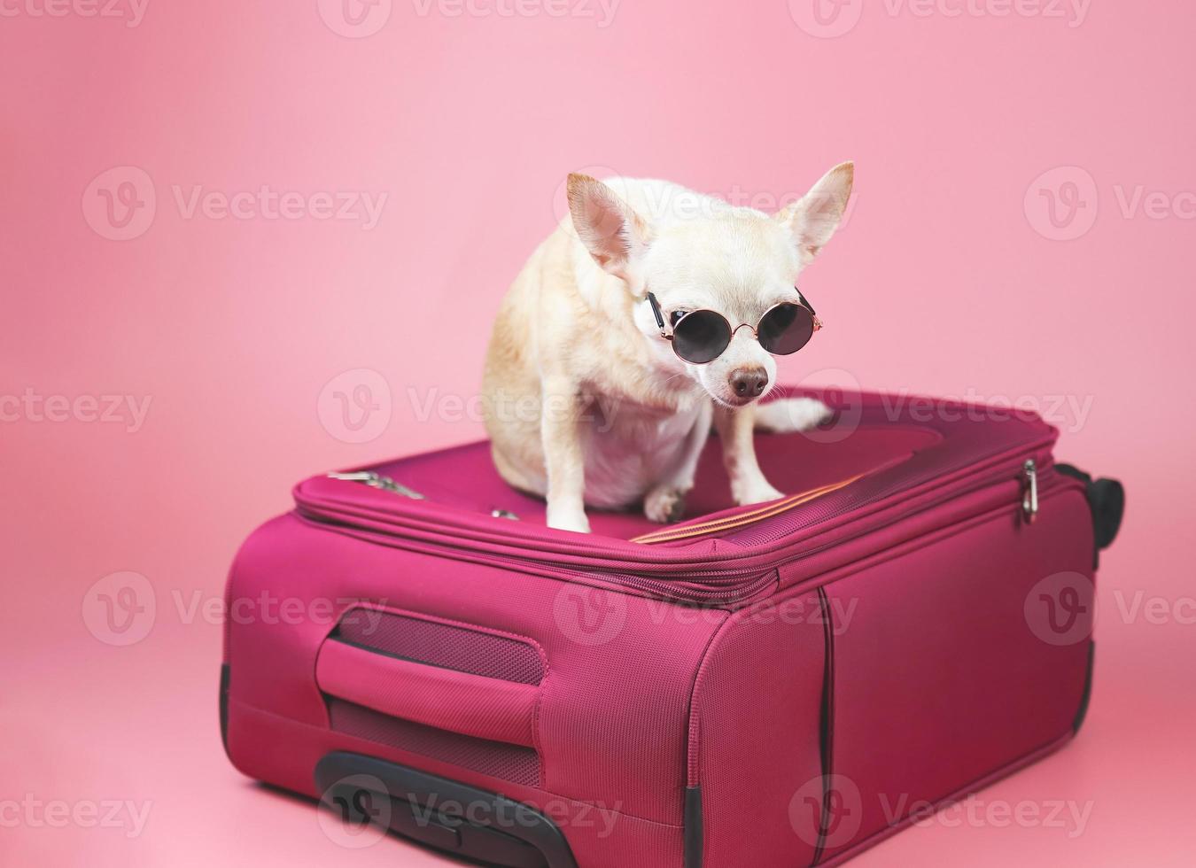 brown chihuahua dog wearing sunglasses sitting on pink  suitcase on pink  background. Traveling with dog concept. photo