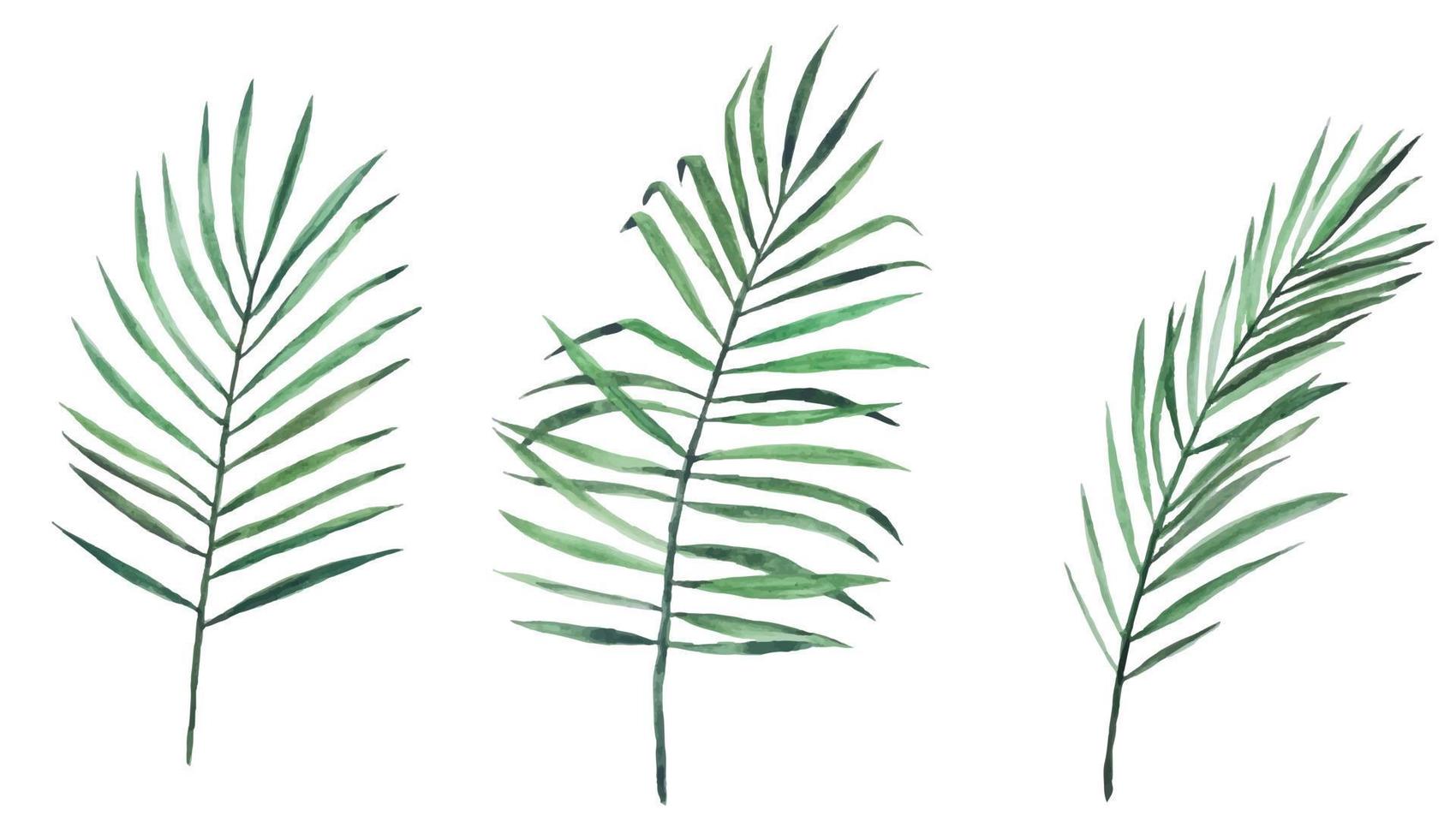 stock illustration. watercolor drawing set of three palm leaves. isolated on white background clipart. leaves of a tropical plant, jungle vector