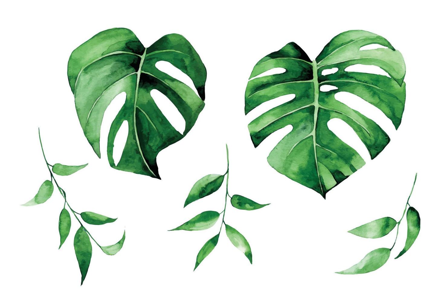 watercolor illustration. set of tropical leaves of green color isolated on white background. monstera leaves, clipart vector