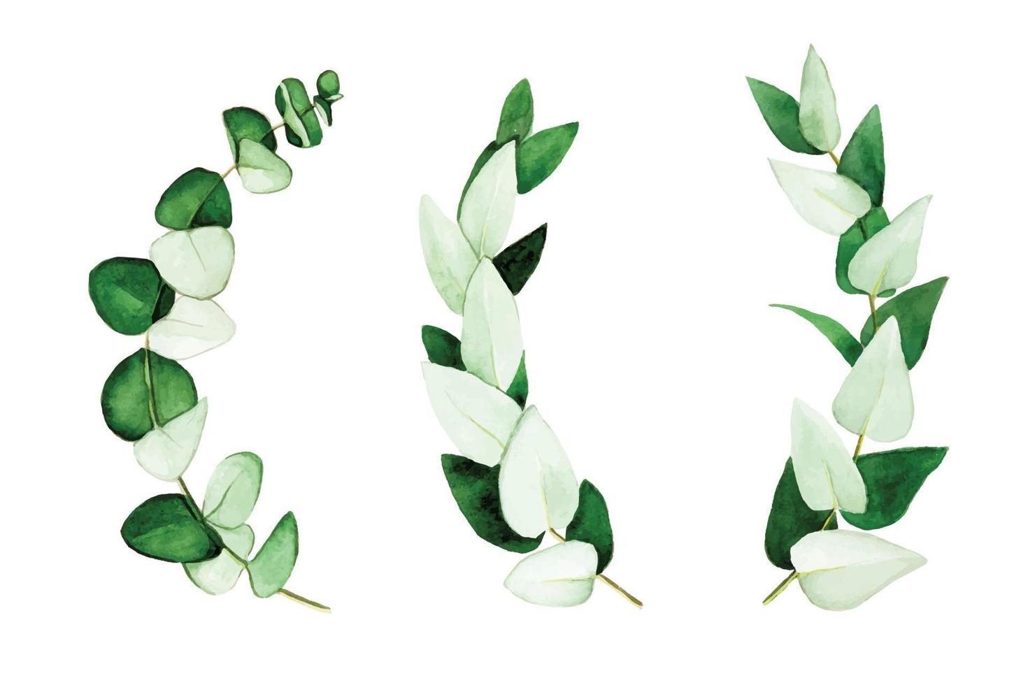 set of eucalyptus leaves and branches painted in watercolor. green eucalyptus leaves, tropical plant isolated on white background. vector