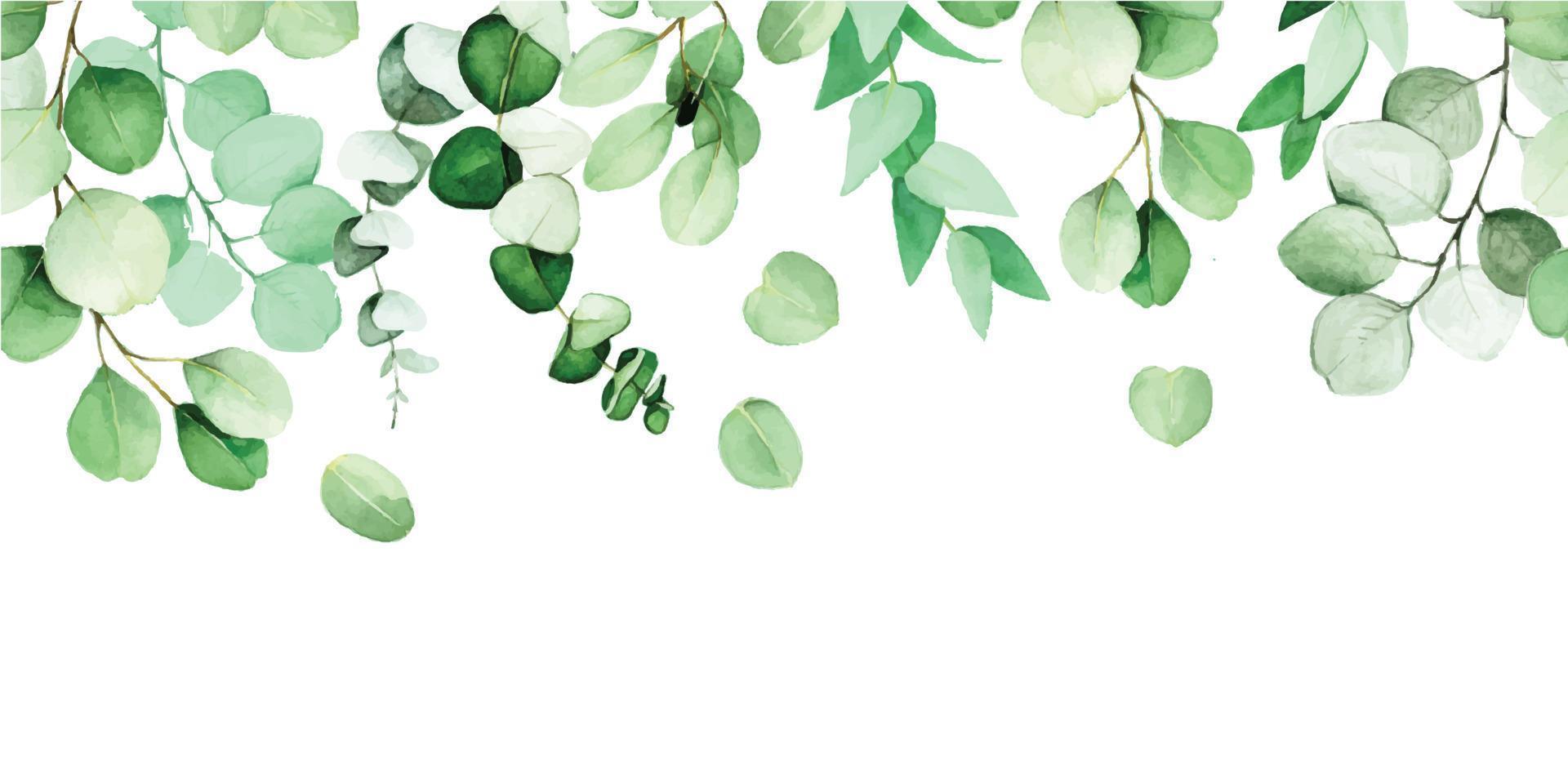 borde sin costuras de hojas y ramas de eucalipto pintadas en acuarela. hojas de eucalipto verde, planta tropical aislada sobre fondo blanco. banner web, marco, borde. decoración para postales vector