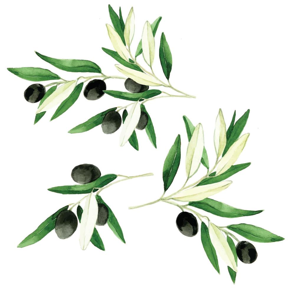 watercolor drawing set of twigs, leaves, fruits of olive. realistic hand drawing isolated on white background flattering olive with black olives. design natural products, olive oil, cosmetics. vector