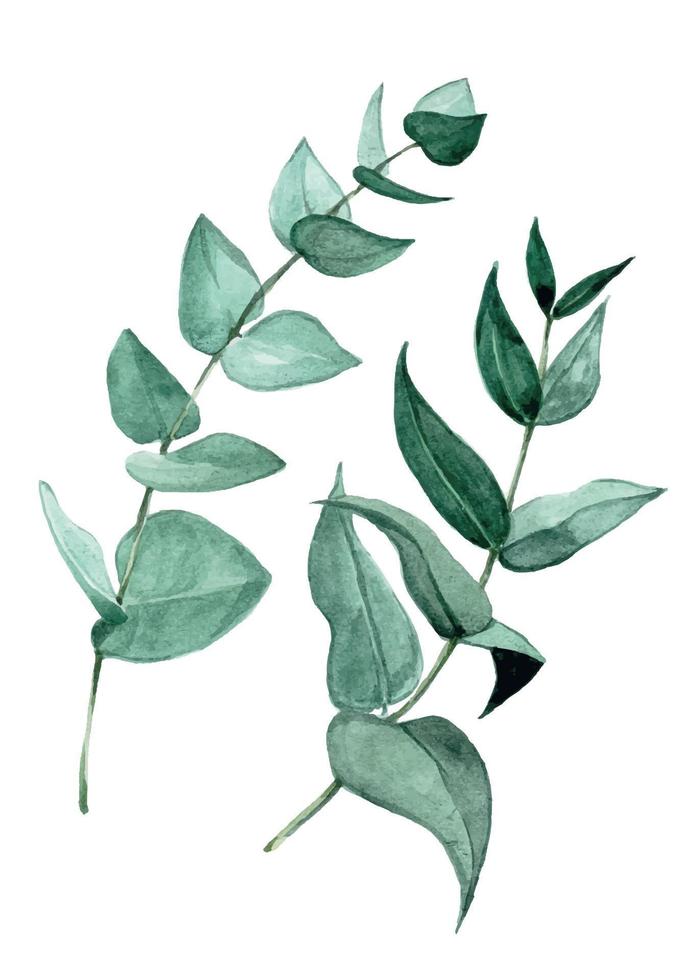watercolor drawing by hands. set of eucalyptus leaves. branches and leaves of a tropical plant eucalyptus. graphic design element for greeting card, poster, wedding, textile vector