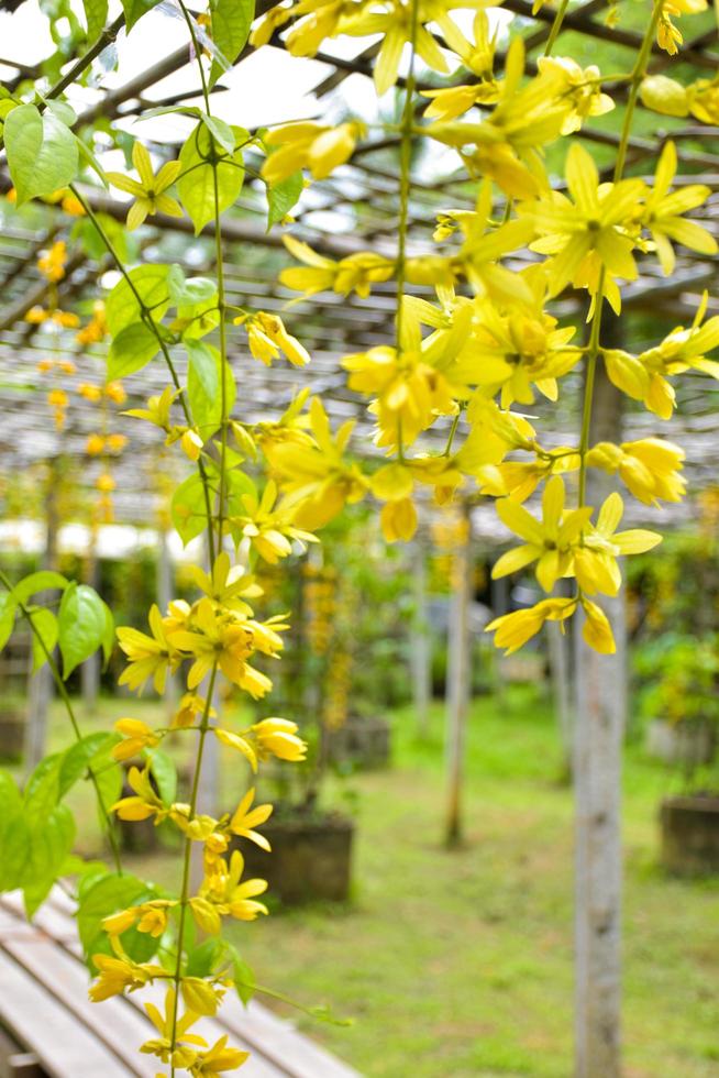 Yellow blooming Golden Wreath hanging from bamboo panels decorate a Thai garden. photo