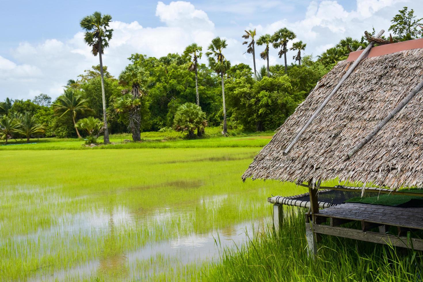 Photo corner for relaxing in a hammock in a resort in the middle of rice fields, a tourist attraction, Thai photography corner