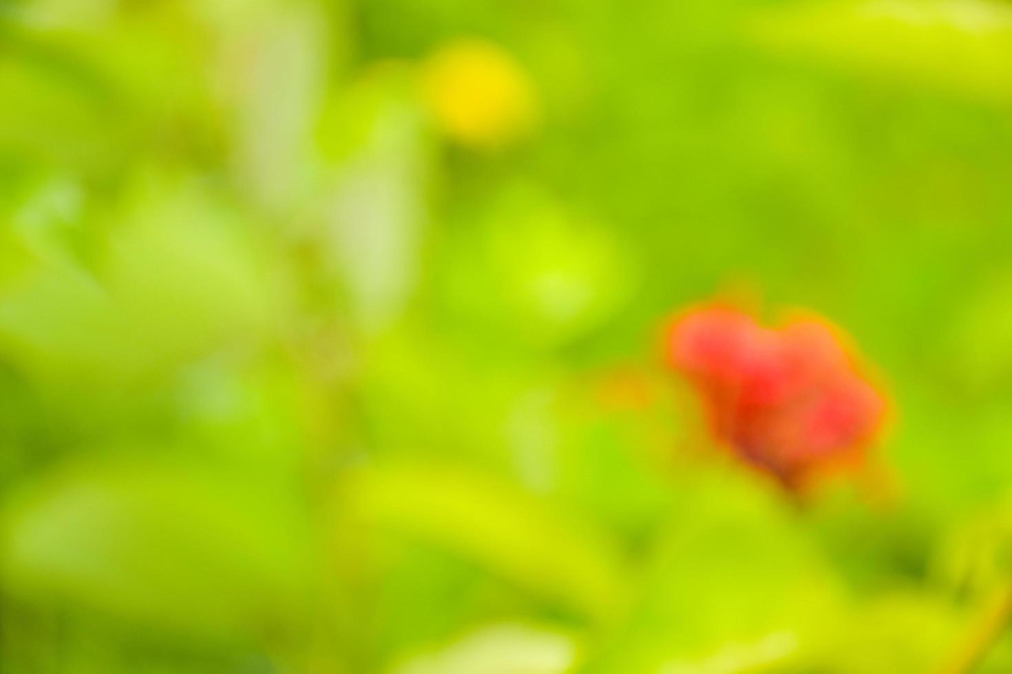 bokeh light soft blur beauty nature sun light photo