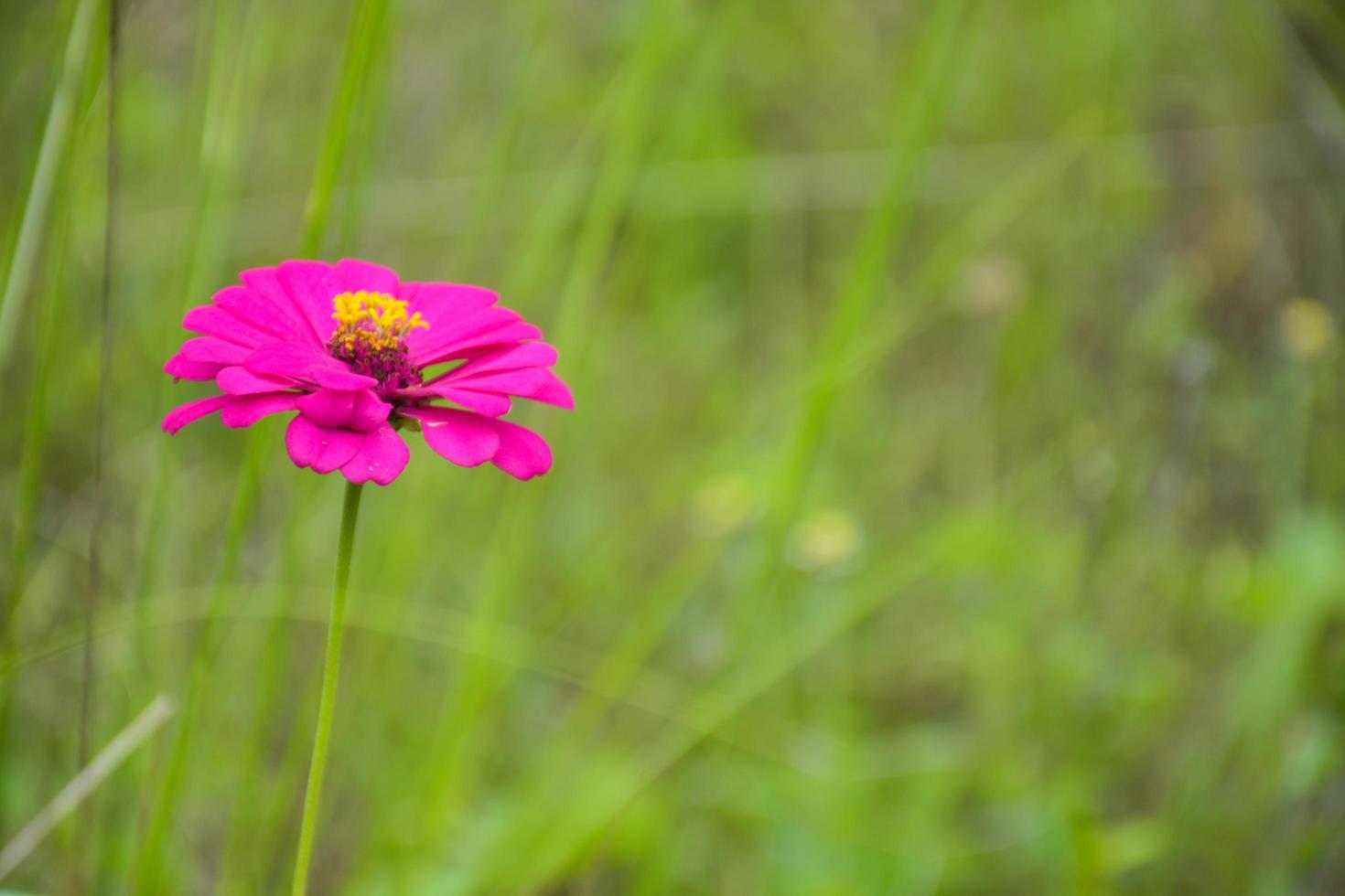 Pink zinnias blooming in a meadow Thai garden and soft blur green background photo