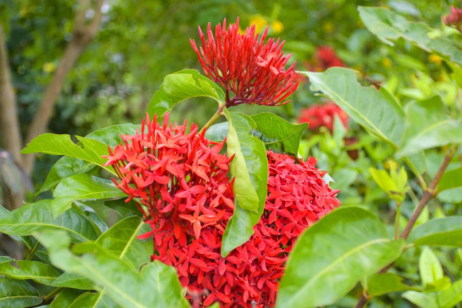 red needle flowers blooming on a blurred soft background photo