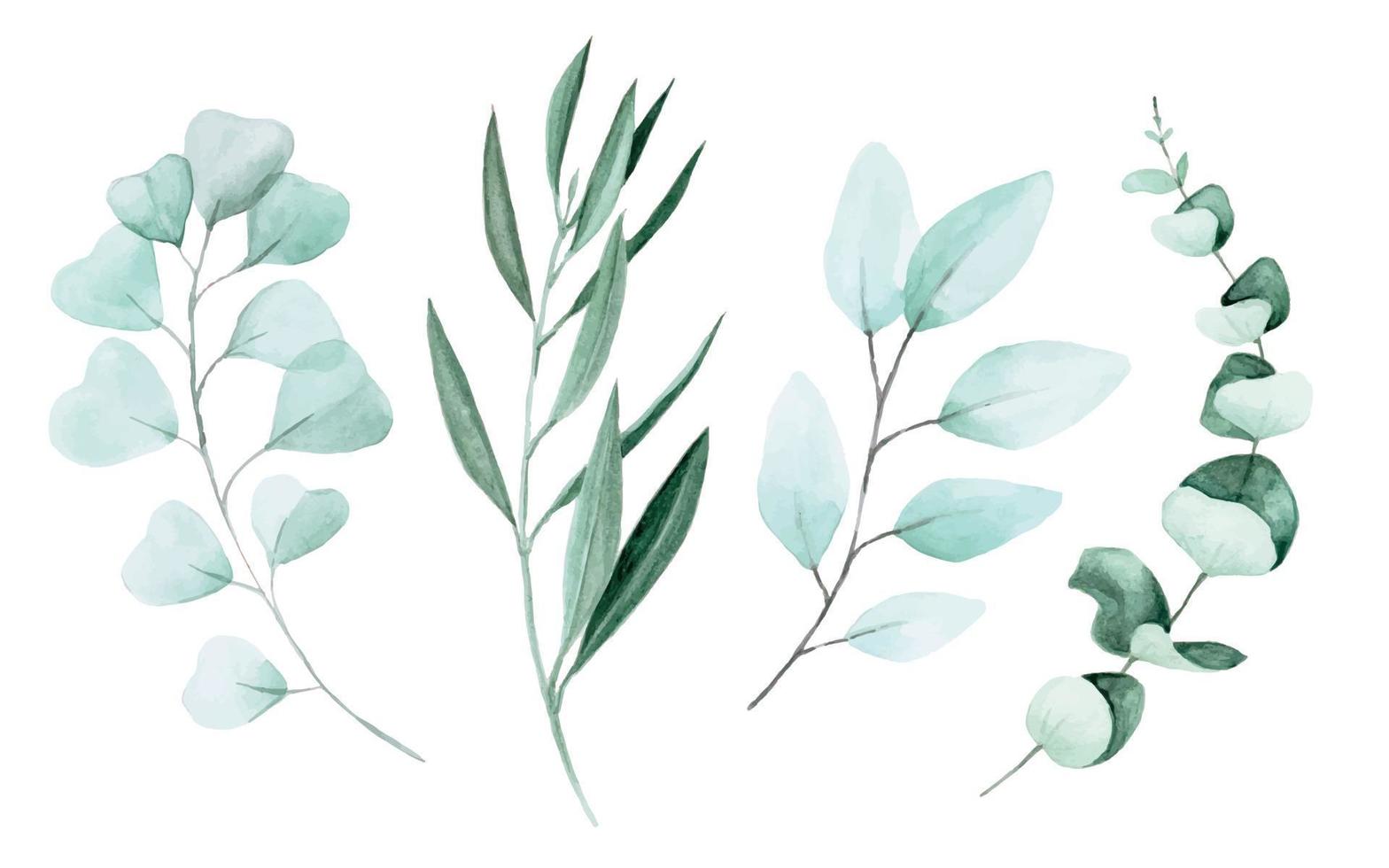 stock illustration watercolor drawing eucalyptus and olive leaves. set of eucalyptus branches and leaves for decoration of wedding design. nature graphic design elements vector