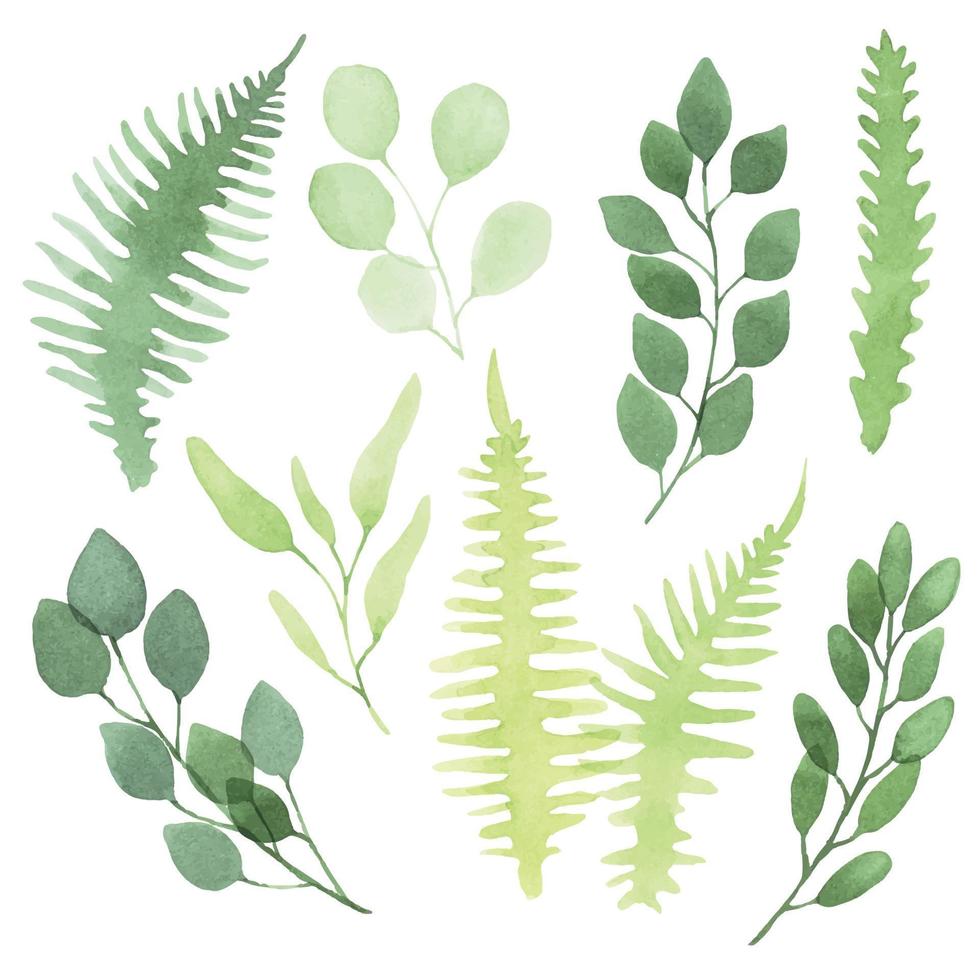 watercolor set with simple green leaves. tropical abstract leaves of eucalyptus, fern isolated on white background vector