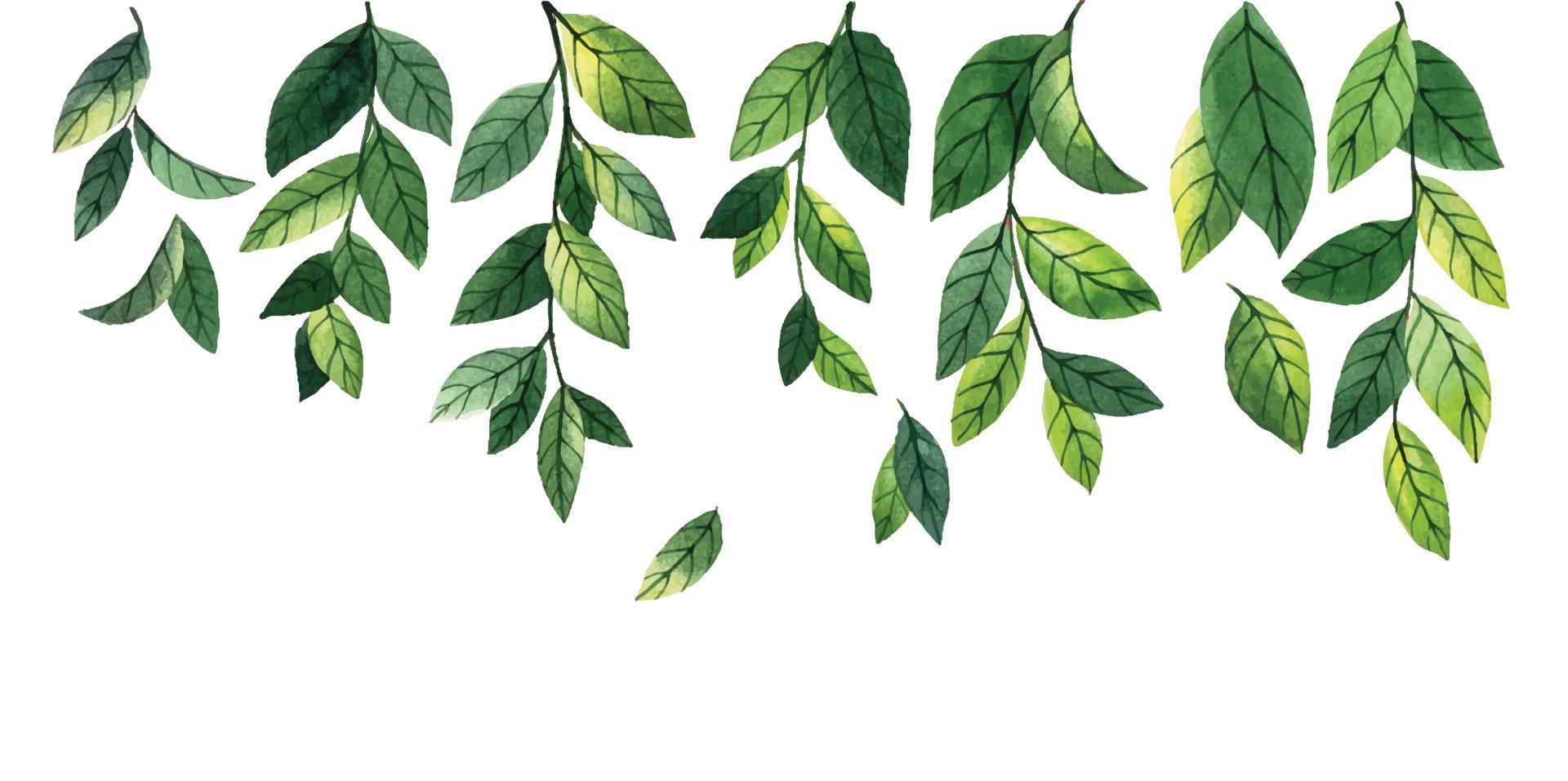 watercolor drawing set of green mint leaves. abstract simple leaves and branches, field herbs. horizontal border, frame. vector