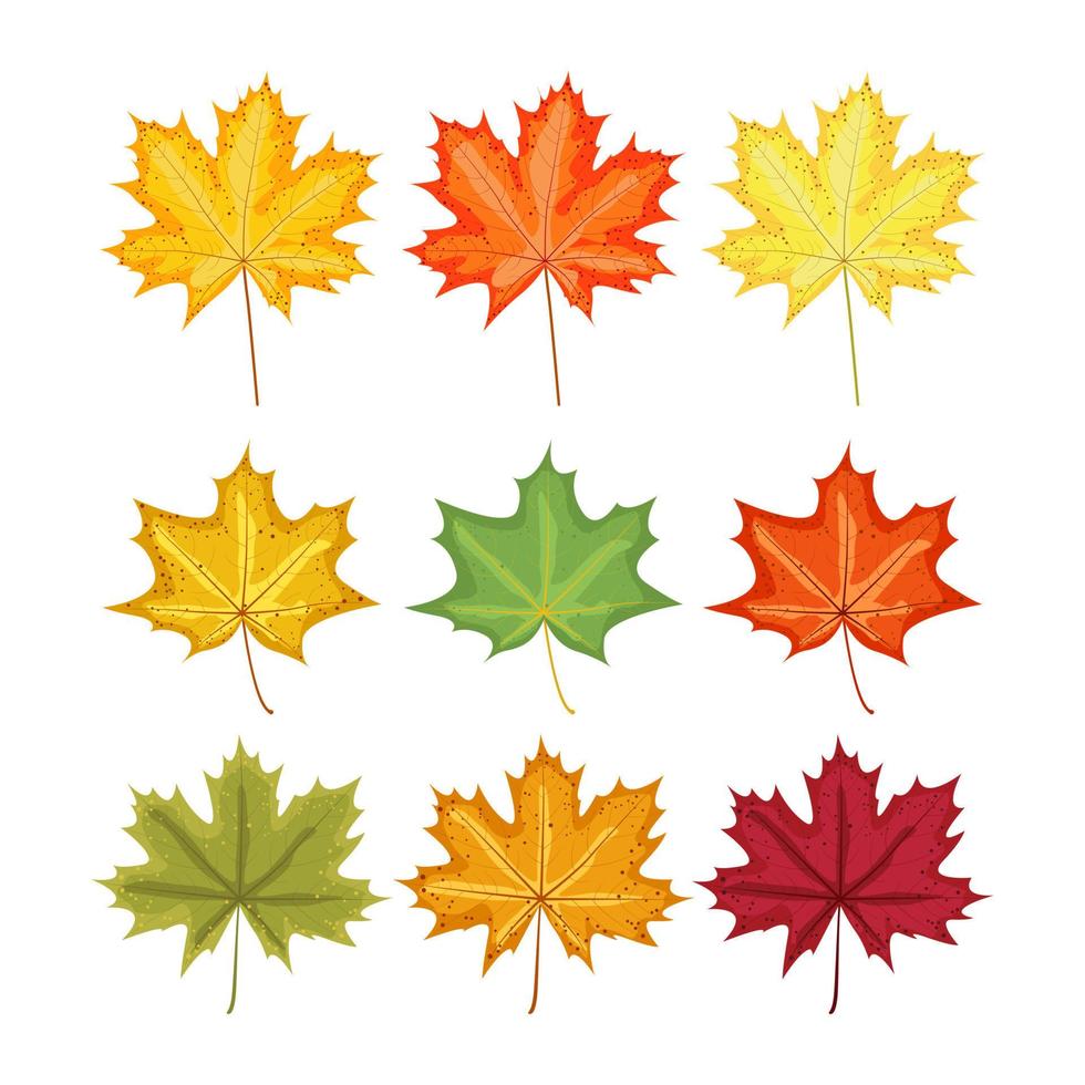 Maple leaves autumn multicolored set of elements for design vector
