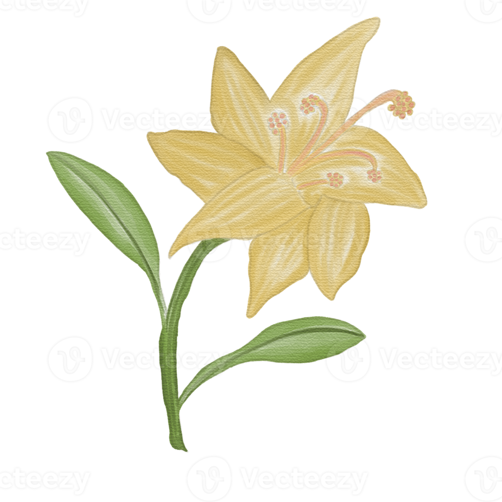 Watercolor flower Element png