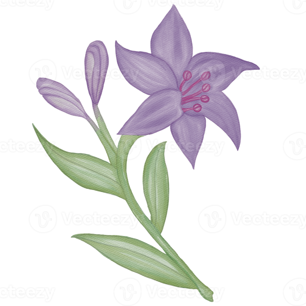 elemento fiore acquerello png