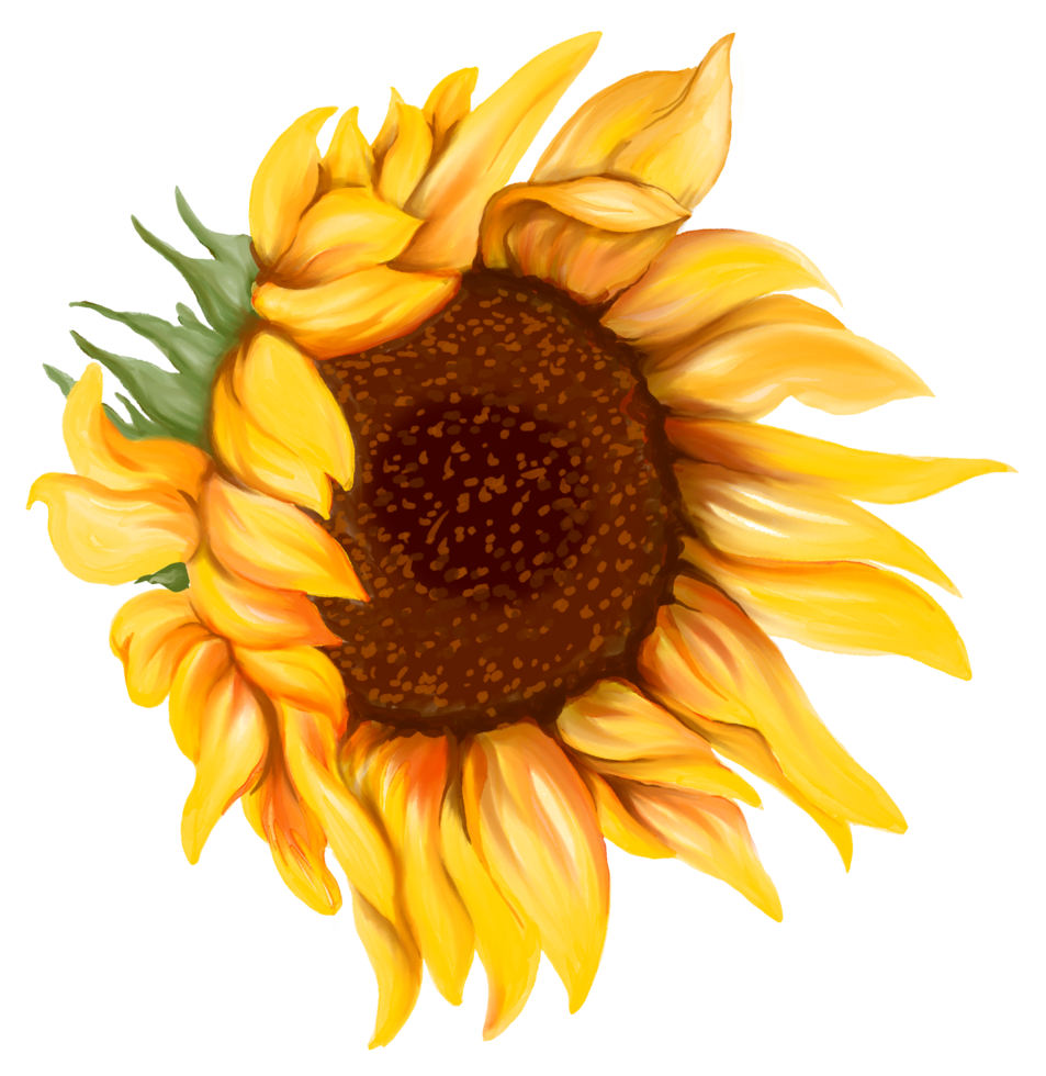 Sunflower blossom art painting png