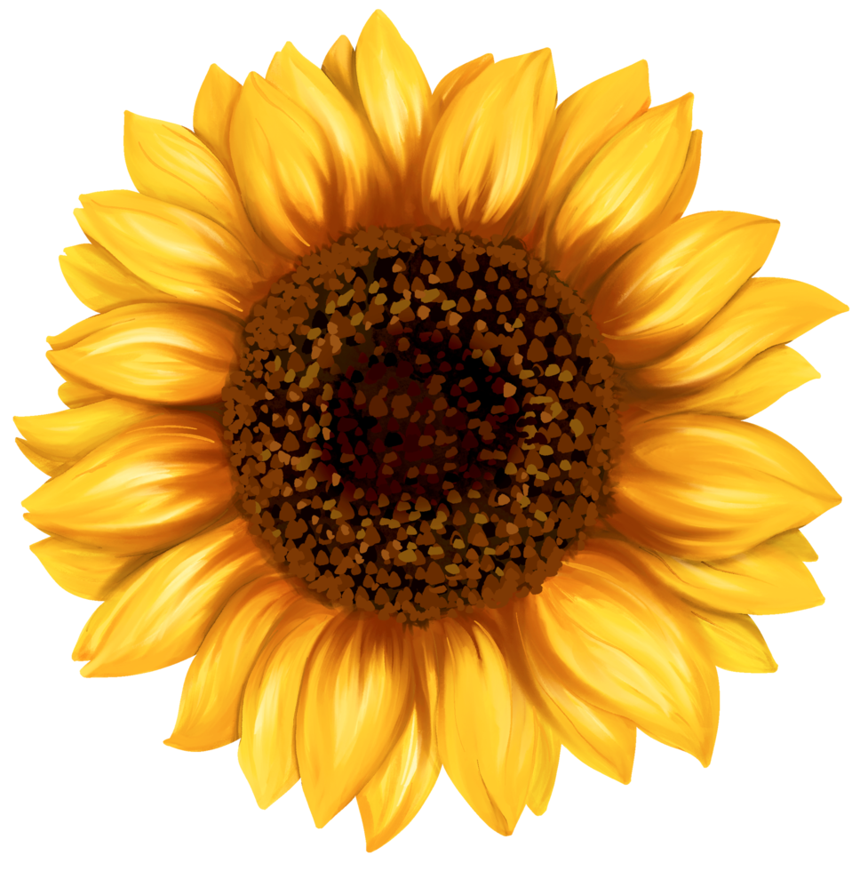 Sunflower blossom art painting png