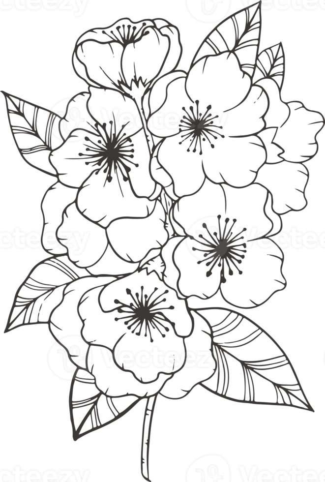 collection forest fern eucalyptus art foliage natural leaves herbs inline style. Decorative beauty, elegant illustration png