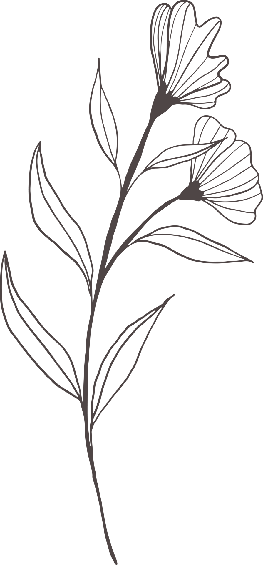 Transparent Leaves Drawing Png - Simple Leaf Transparent Background, Png  Download , Transparent Png Image - PNGitem