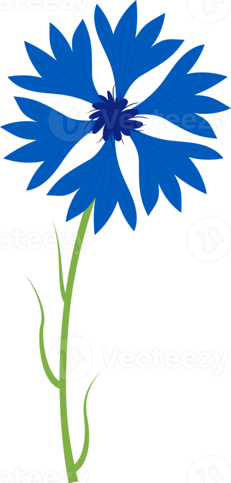 Blue cornflower. flower png