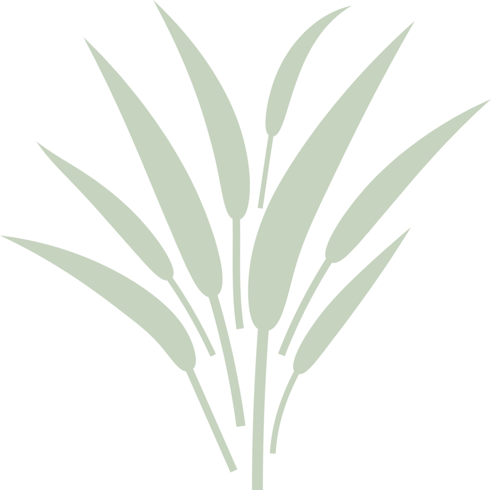 floral leaf  hand drawn flat design  illustration png