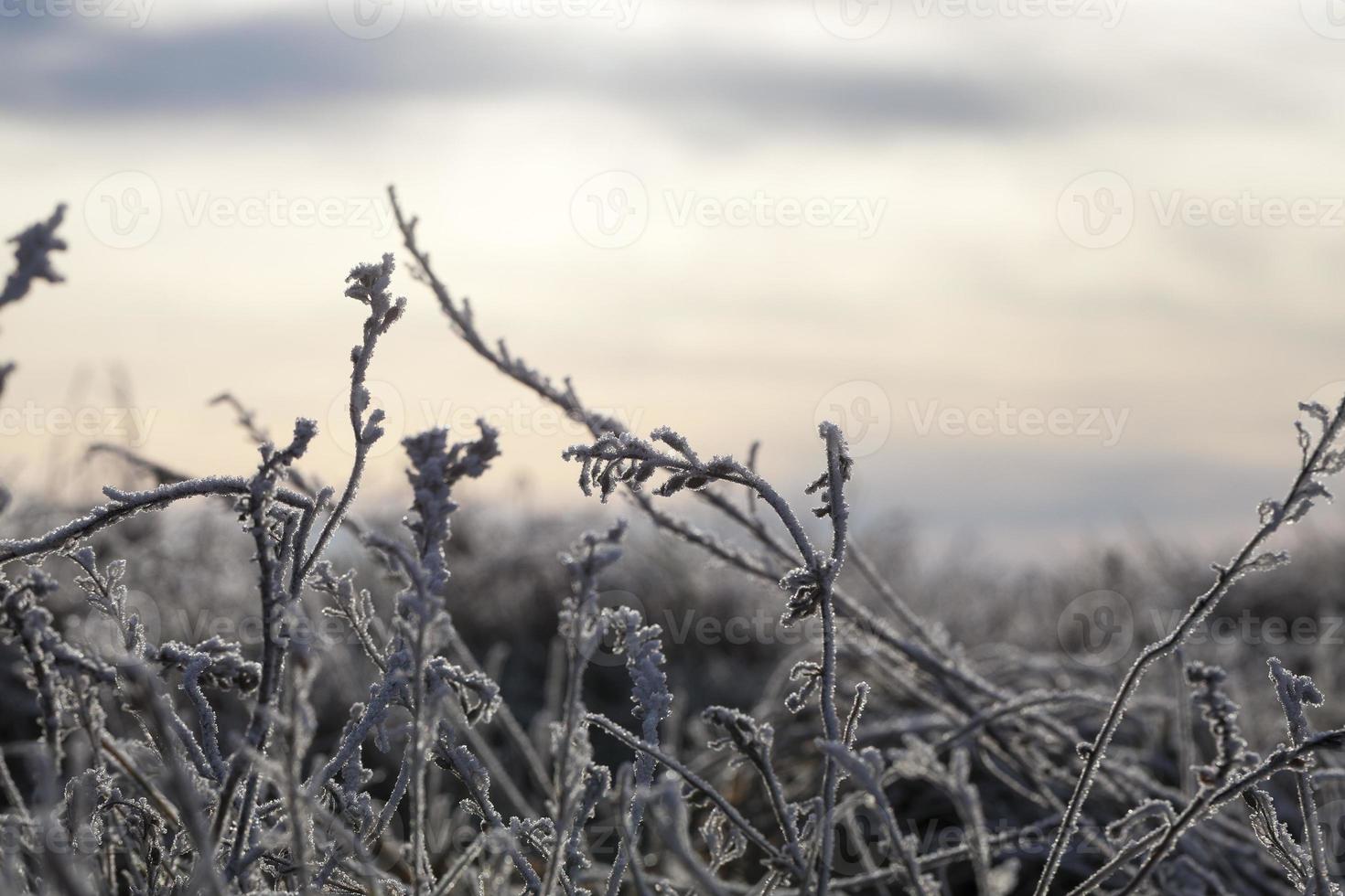 hierba con nieve foto