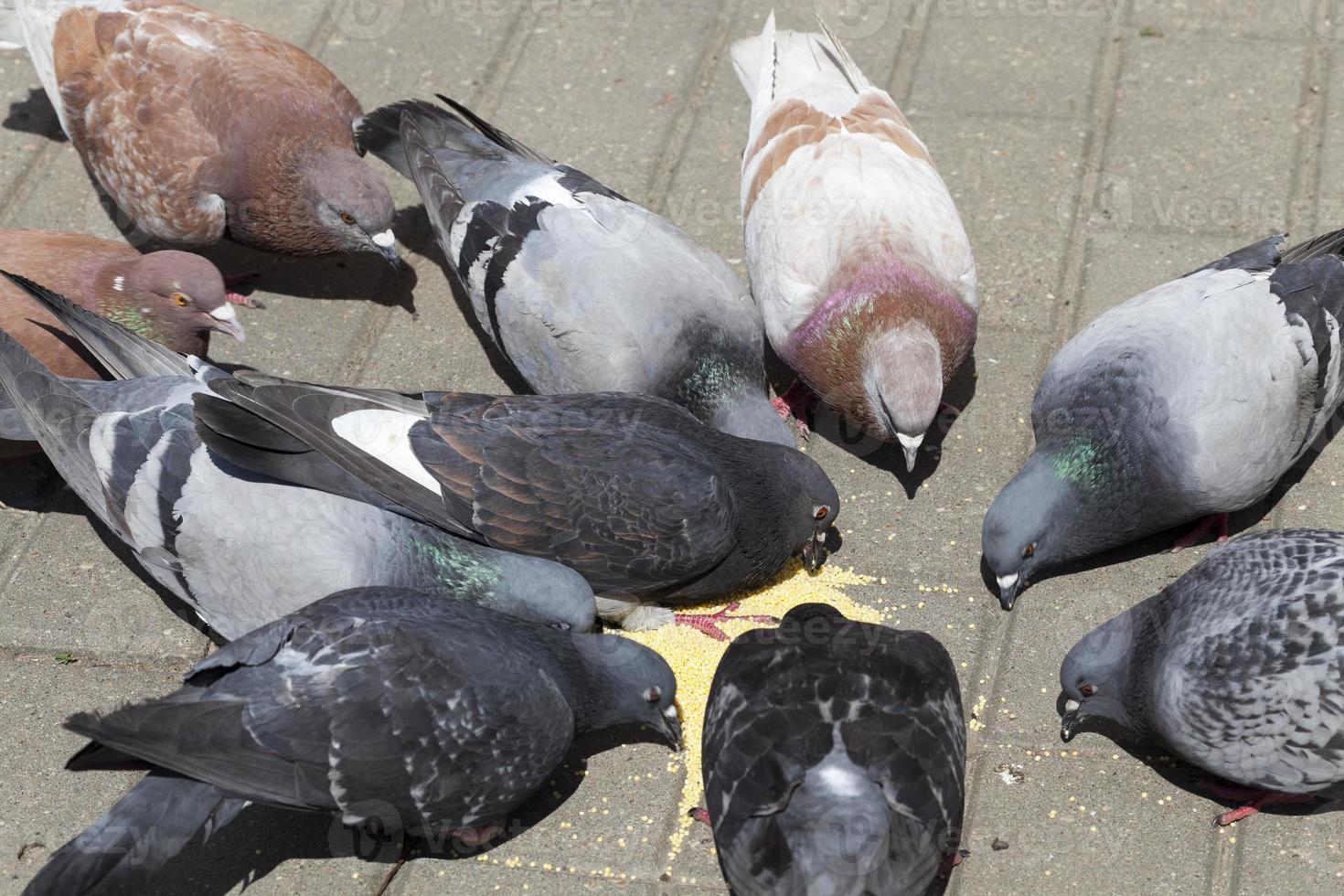 pigeons feeding, close up photo