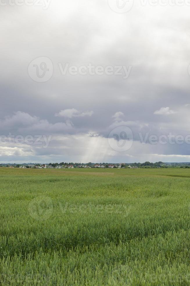 agricultural field, sky photo