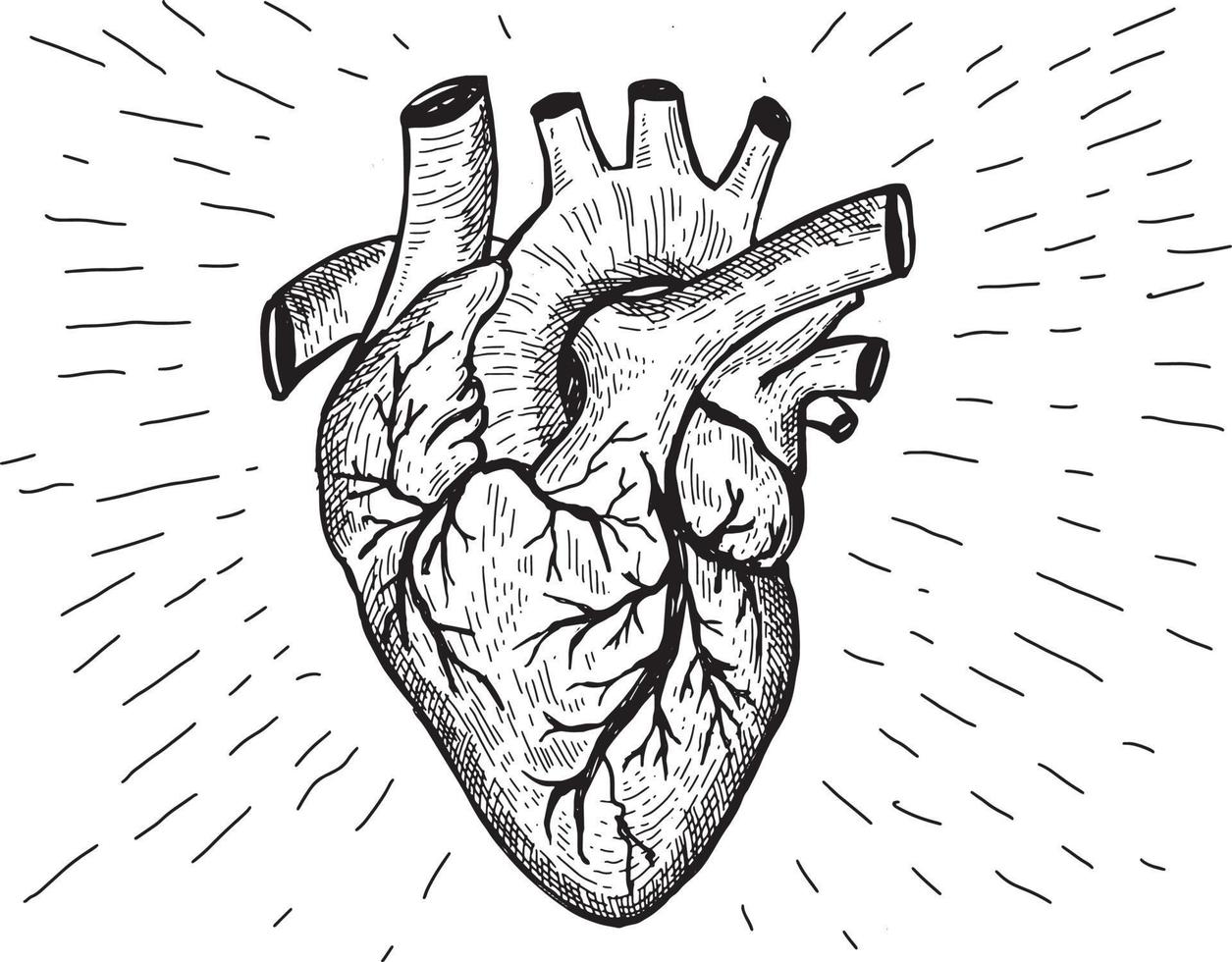 ilustraciones dibujadas a mano de la anatomía del corazón. vector