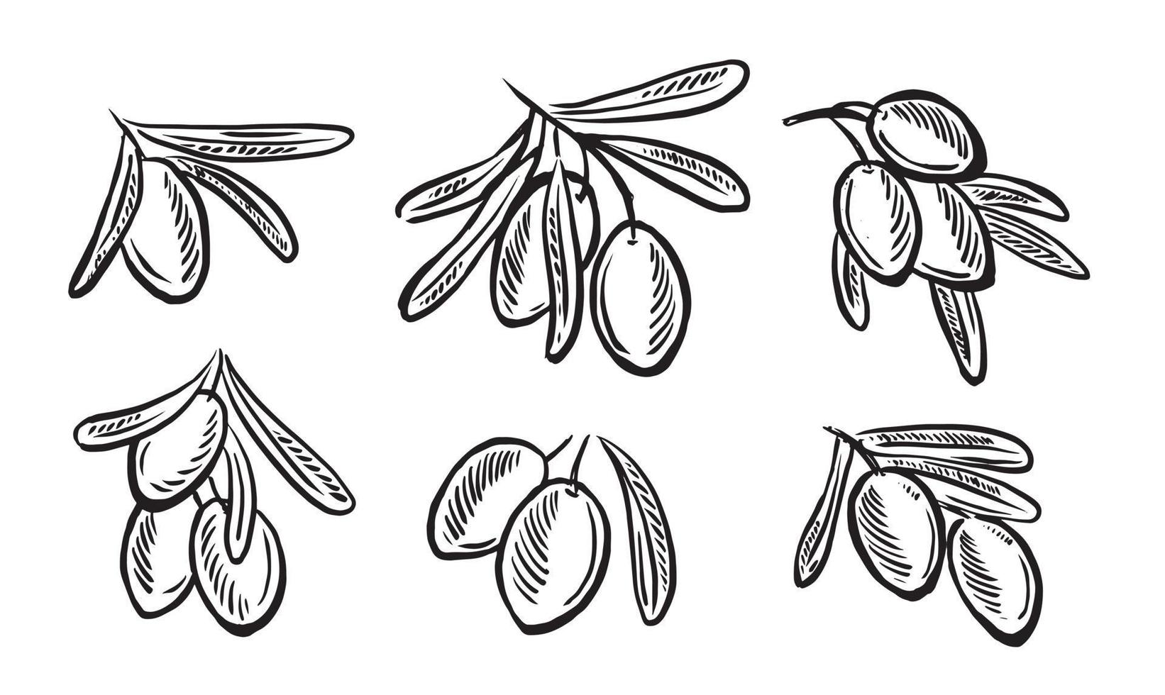 Olives on a branch, hand drawn, vector illustrations.