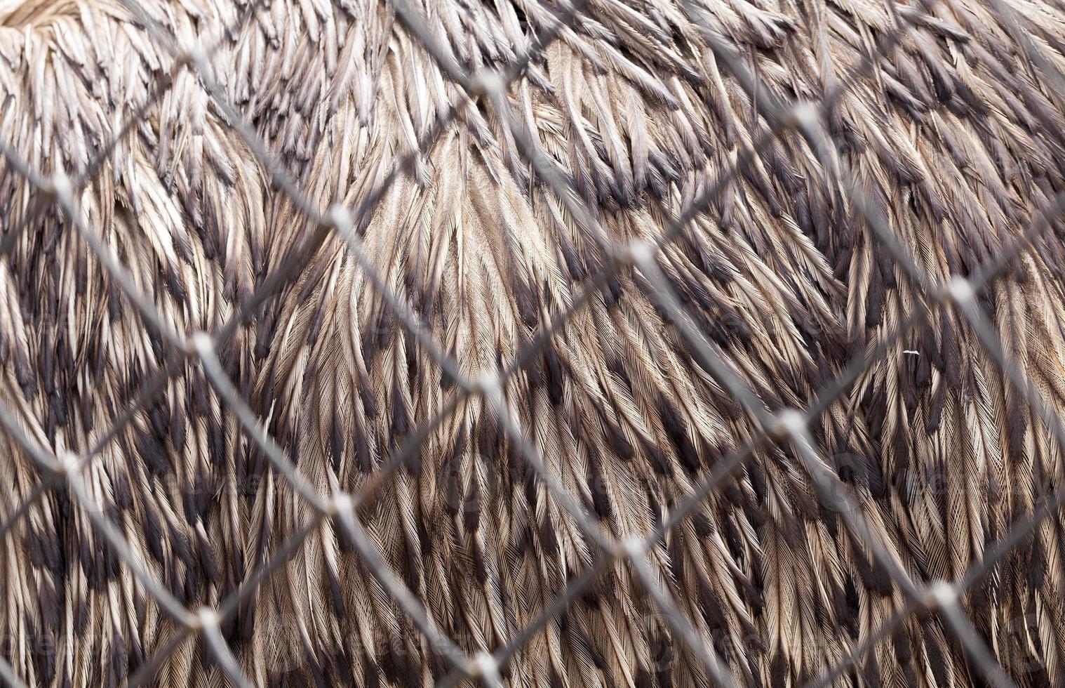 details of feather emus feathers photo
