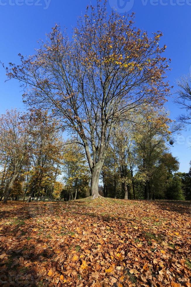 Maple tree in autumn photo