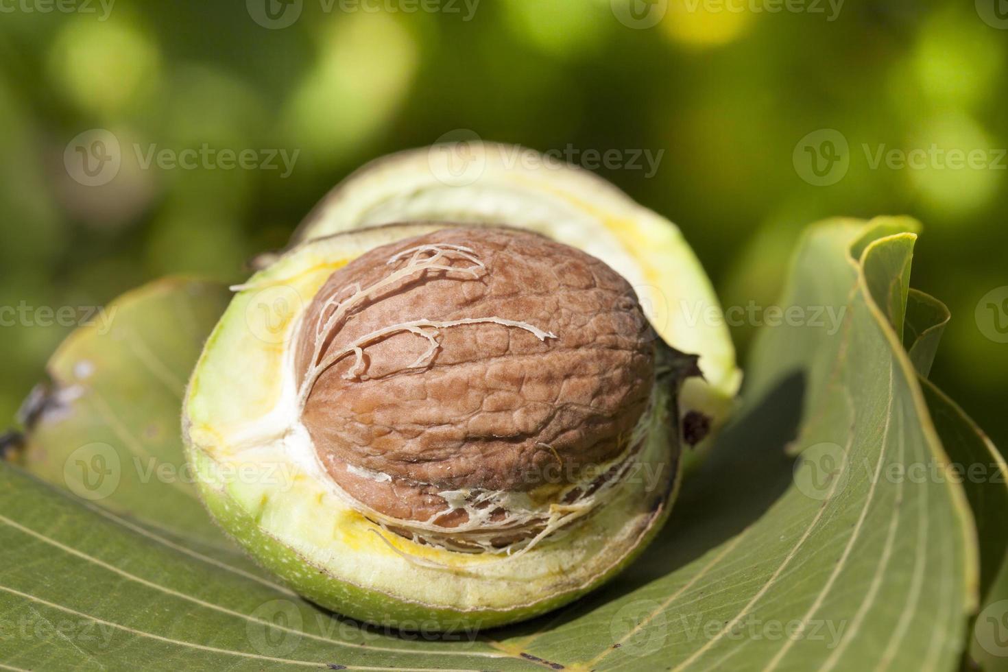 walnuts in shell photo