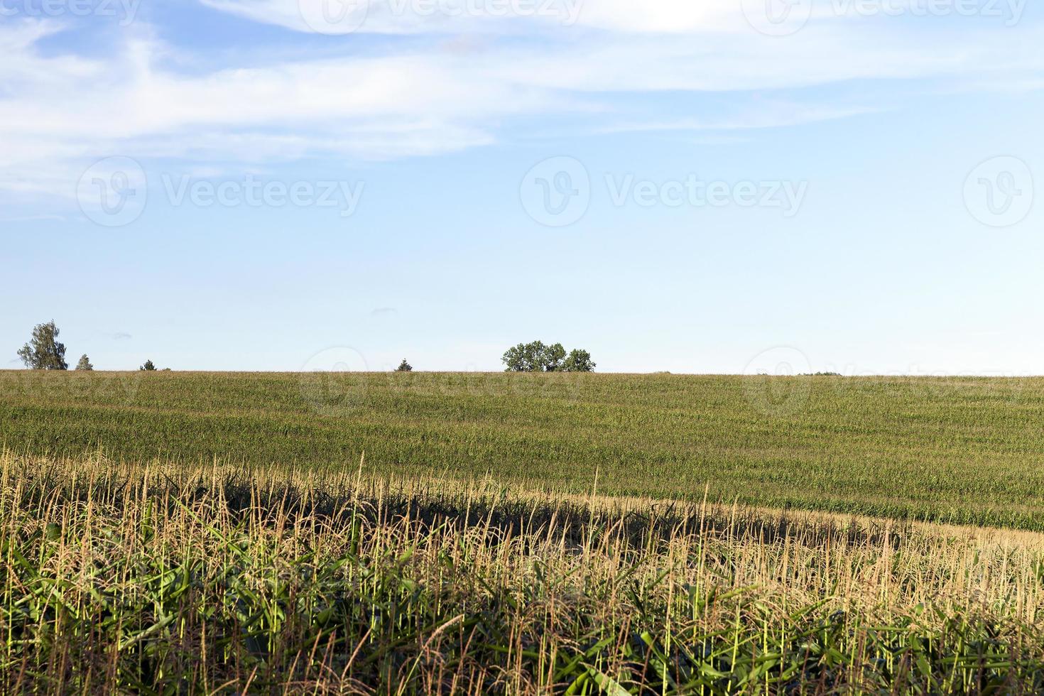 corn field, summer photo